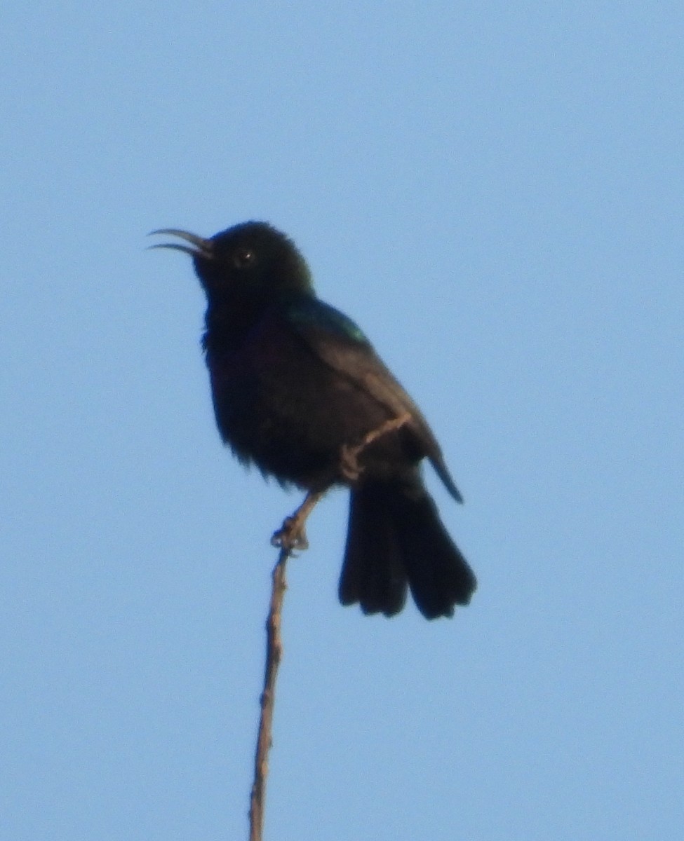 White-breasted Sunbird - ML620632363