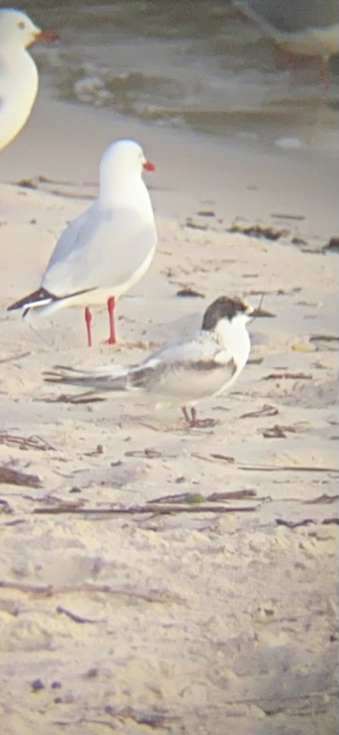 White-fronted Tern - ML620632366