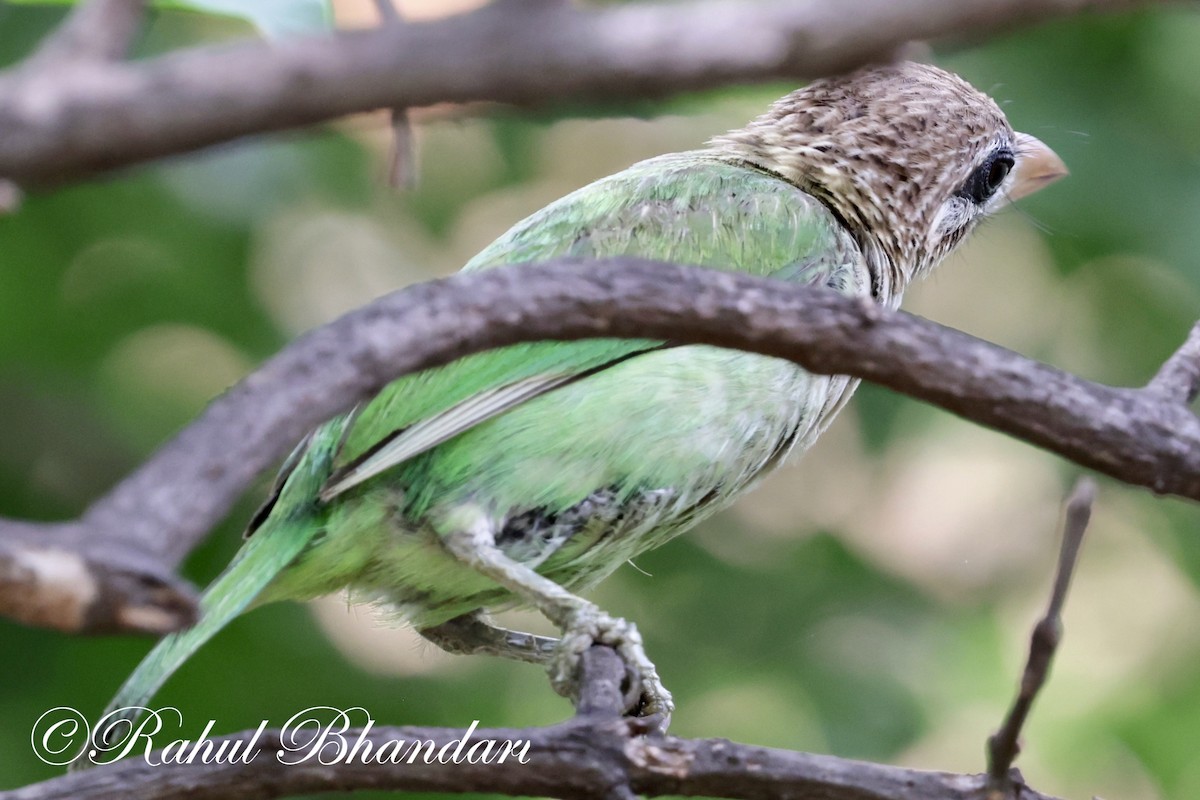 Ak Yanaklı Barbet - ML620632368