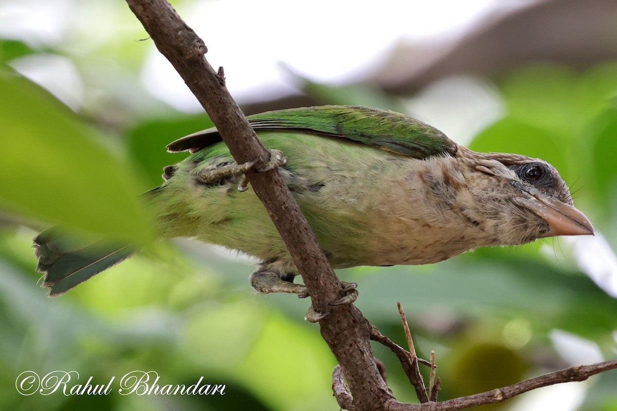 White-cheeked Barbet - ML620632369