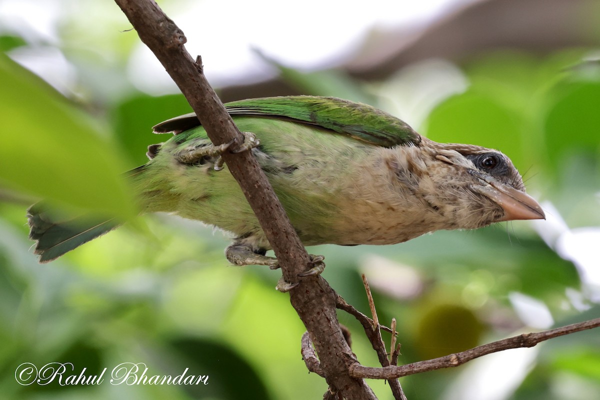 White-cheeked Barbet - ML620632370