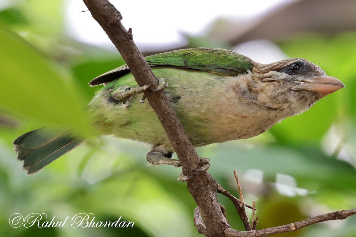 White-cheeked Barbet - ML620632371