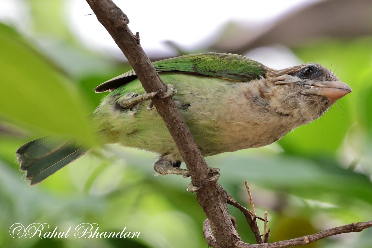 White-cheeked Barbet - Rahul Bhandari