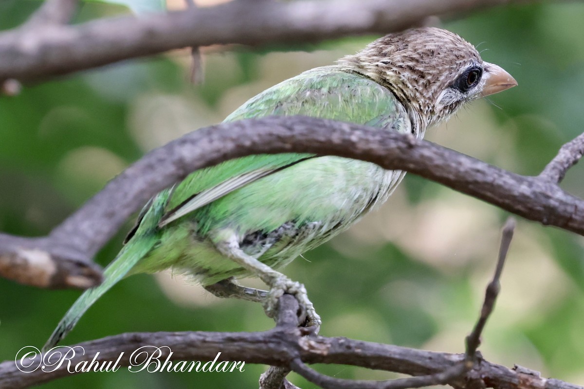 White-cheeked Barbet - ML620632373