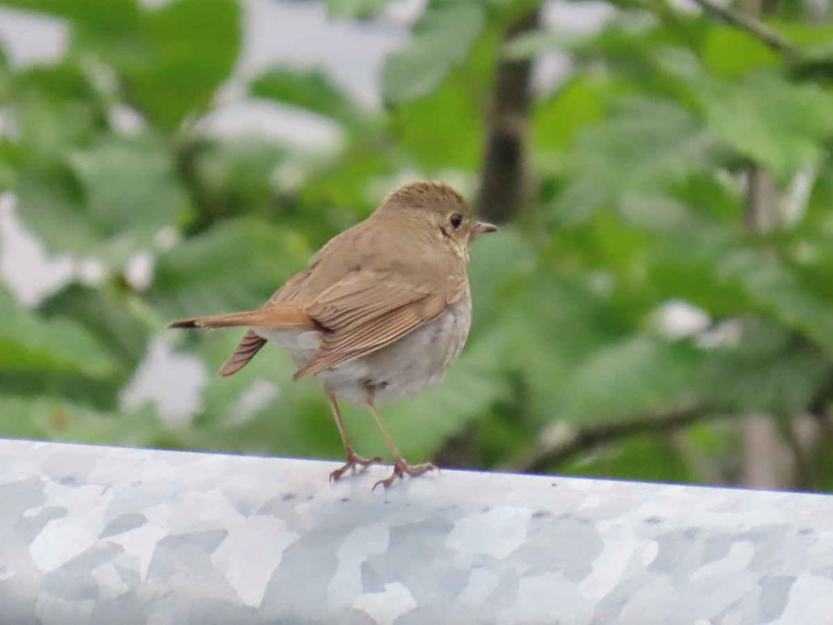 Hermit Thrush - ML620632375