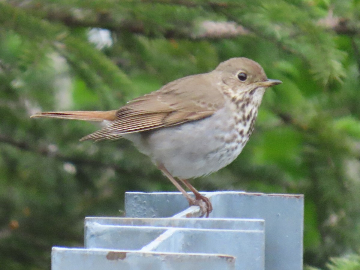 Hermit Thrush - ML620632376