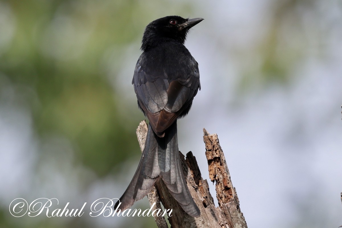 Black Drongo - ML620632377