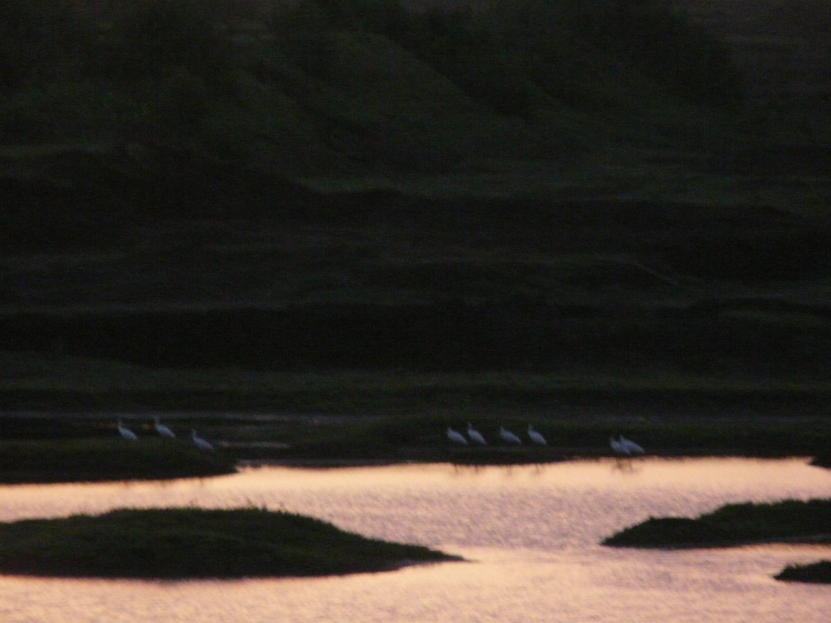 tanımsız Egretta/Bubulcus/Ardea sp. - ML620632378