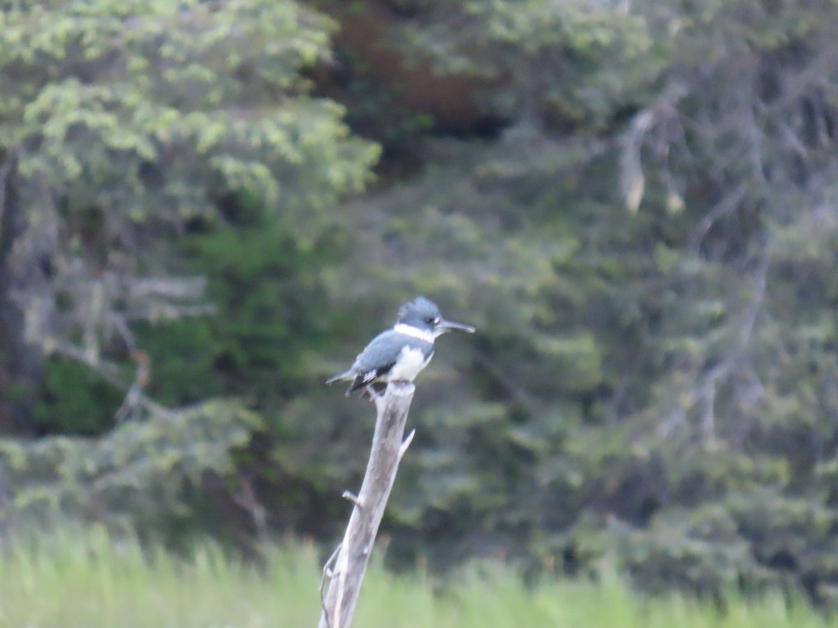 Belted Kingfisher - ML620632381