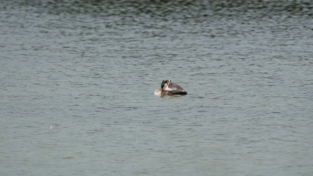 Great Crested Grebe - ML620632383