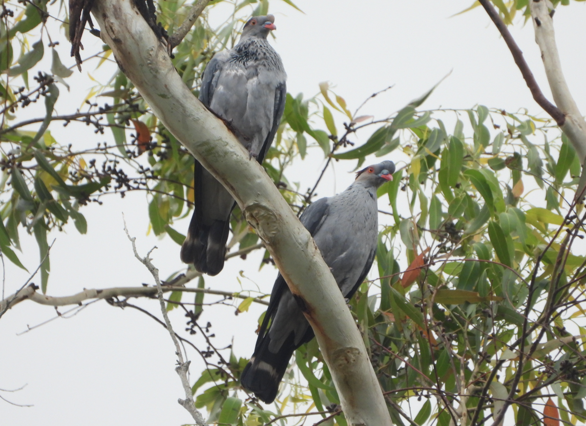 Topknot Pigeon - ML620632385