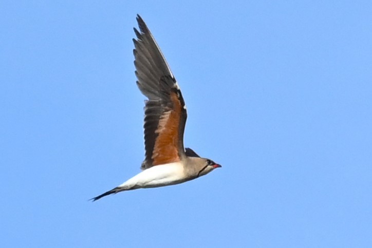 Collared Pratincole - ML620632389