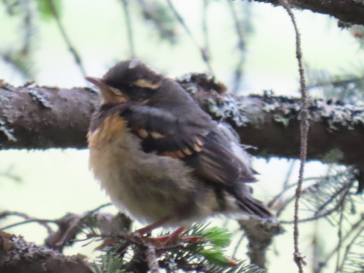 Varied Thrush - ML620632390