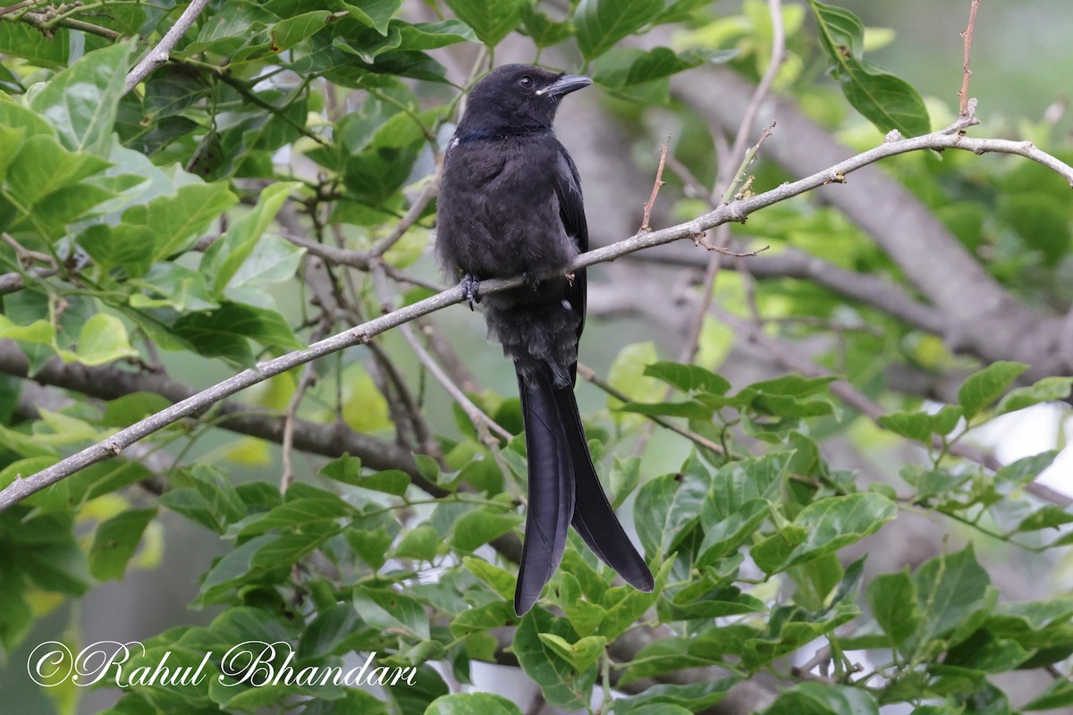 Black Drongo - ML620632396