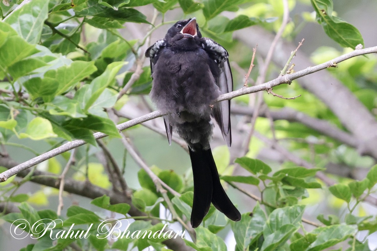 Black Drongo - ML620632397