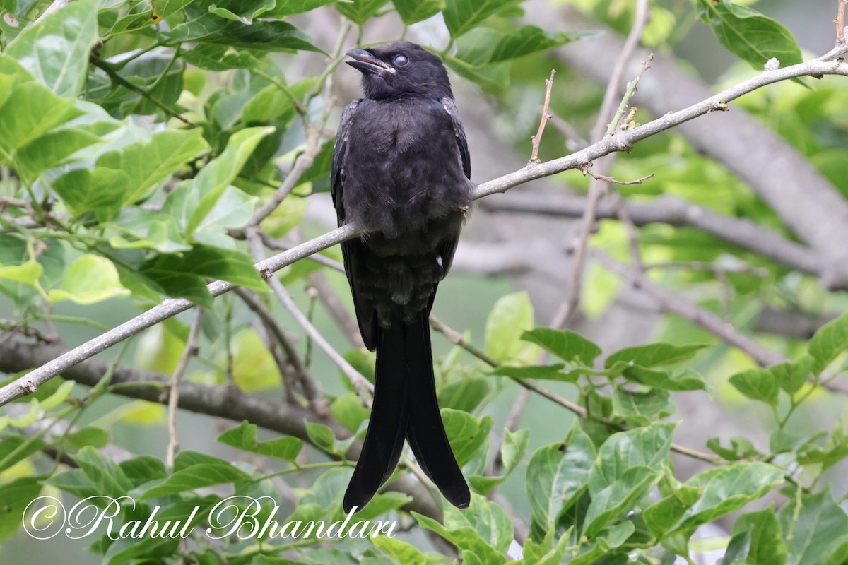 Black Drongo - ML620632401