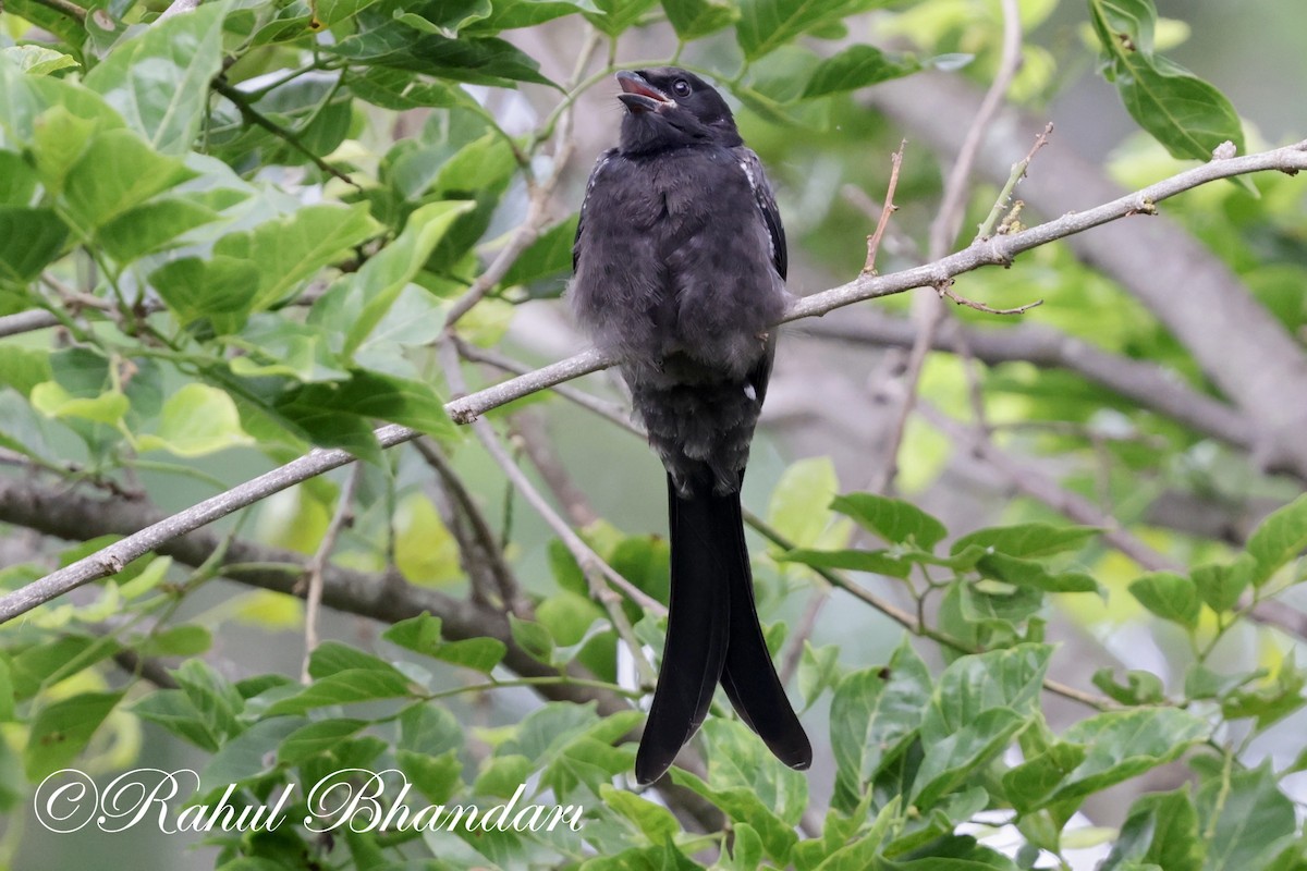 Black Drongo - ML620632403