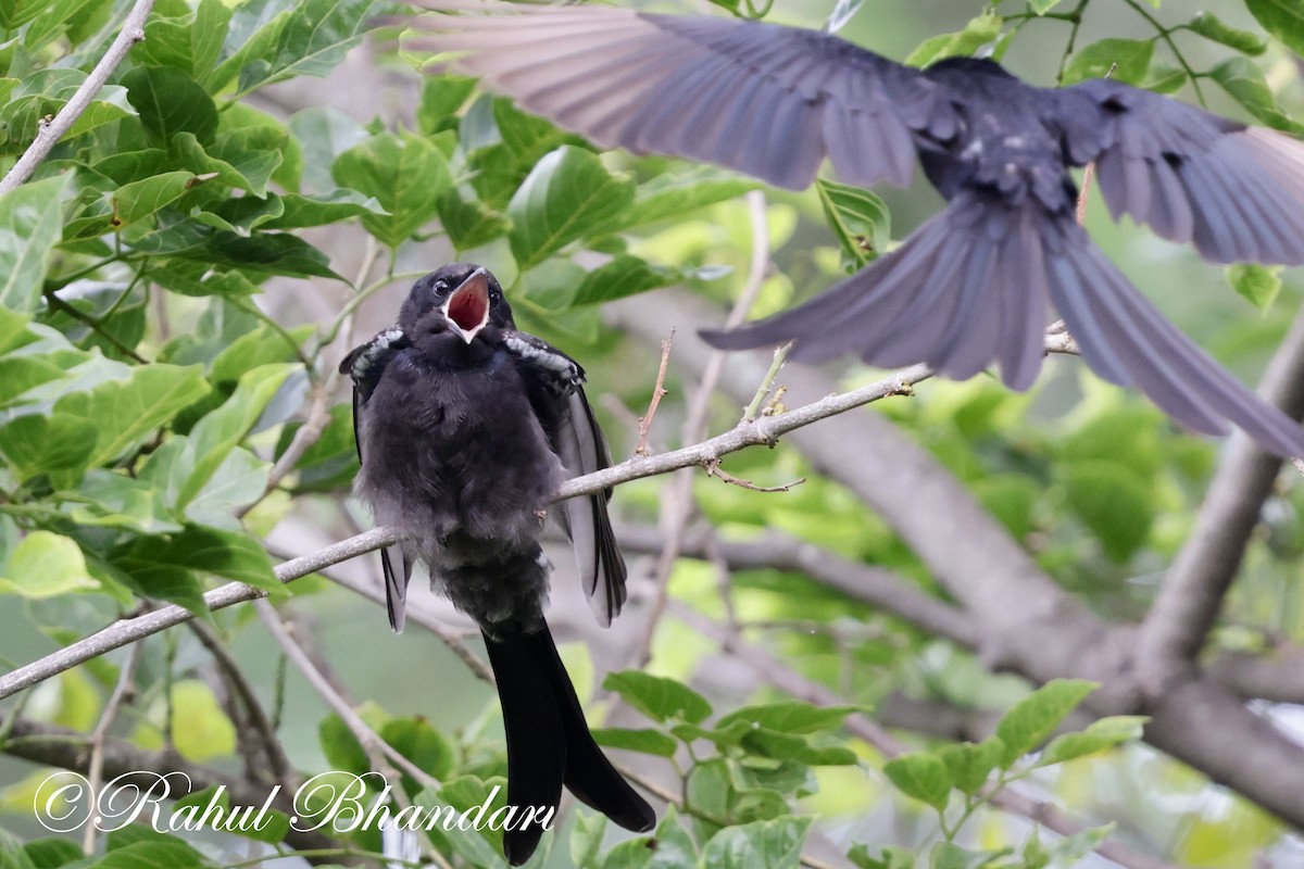 Black Drongo - ML620632404