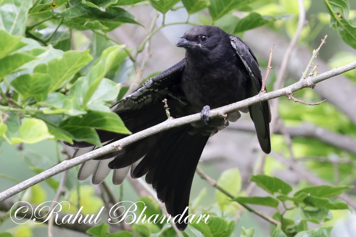 Kara Drongo - ML620632408