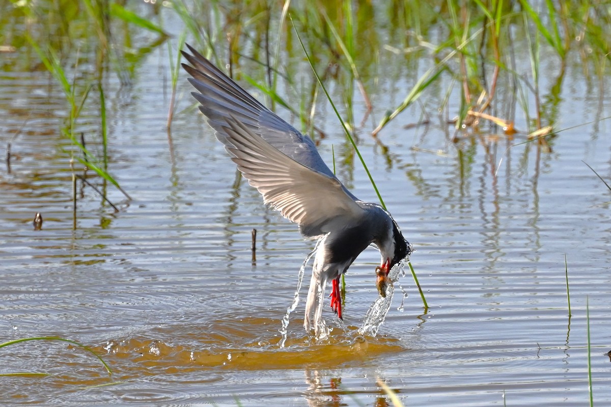 Whiskered Tern - ML620632410