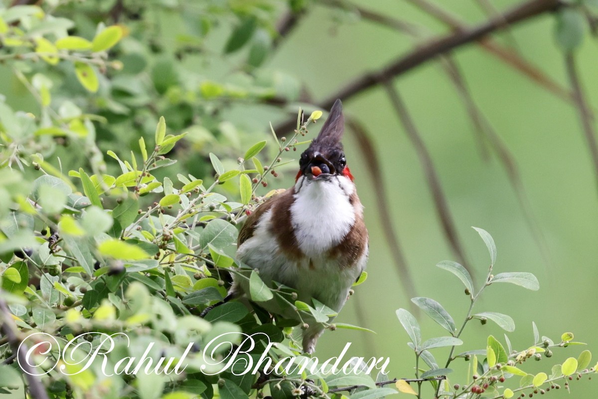 Red-whiskered Bulbul - ML620632412