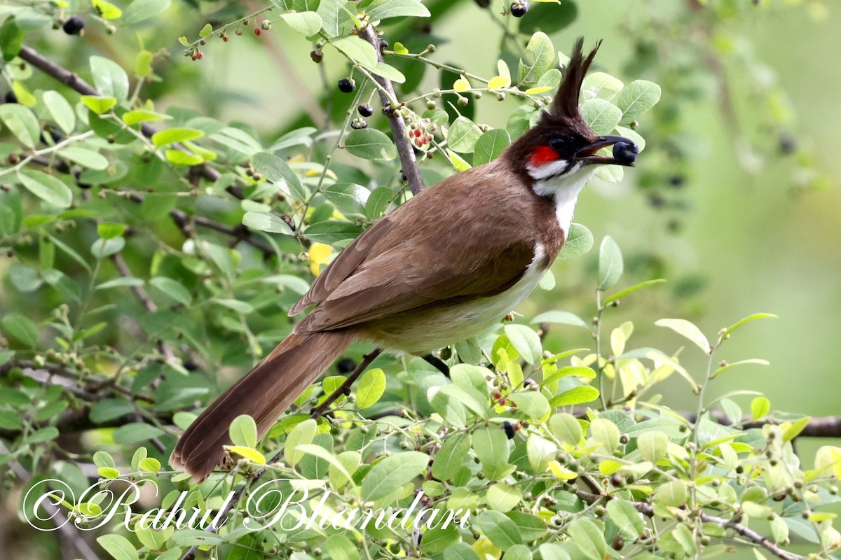 Red-whiskered Bulbul - ML620632415