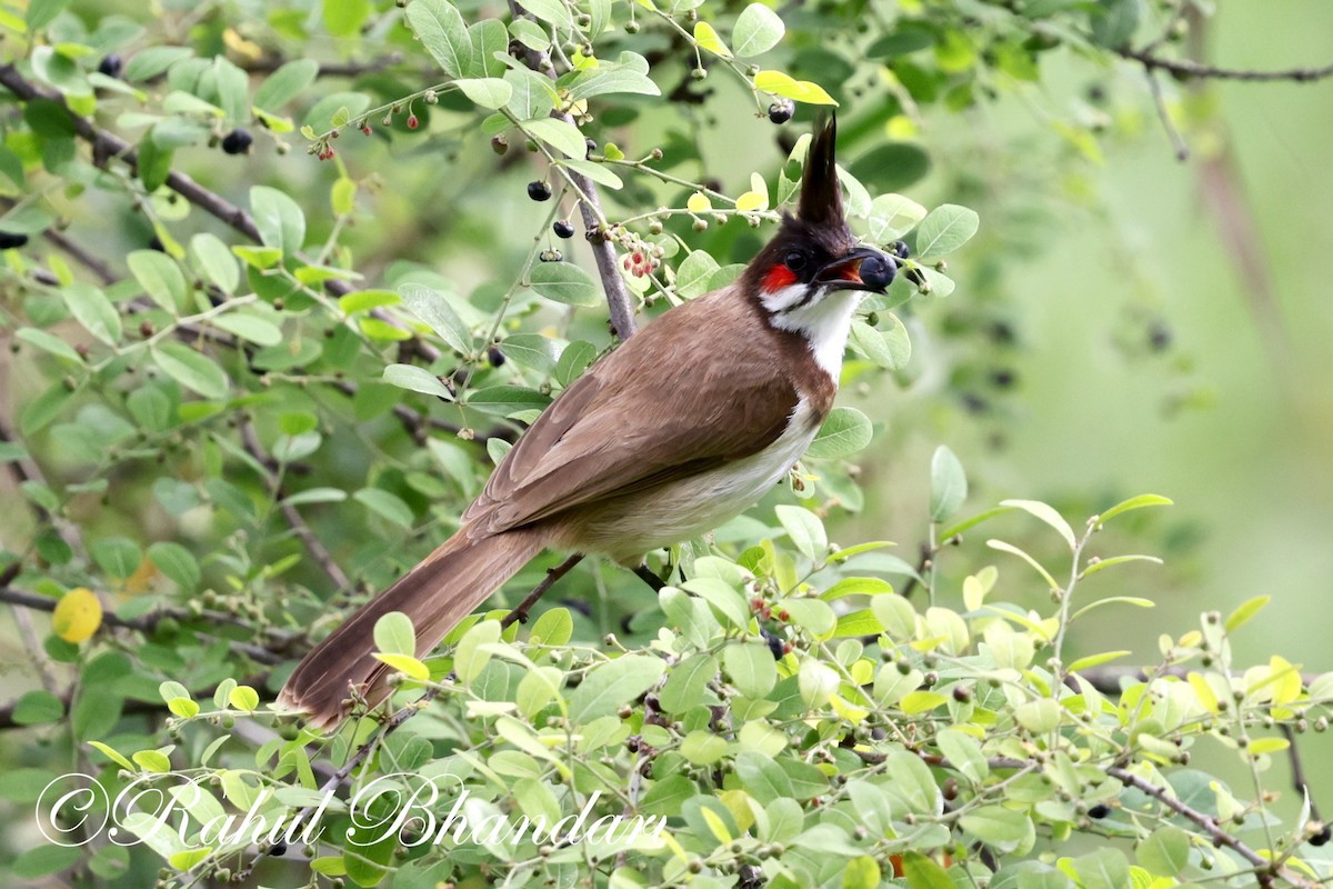 Red-whiskered Bulbul - ML620632421