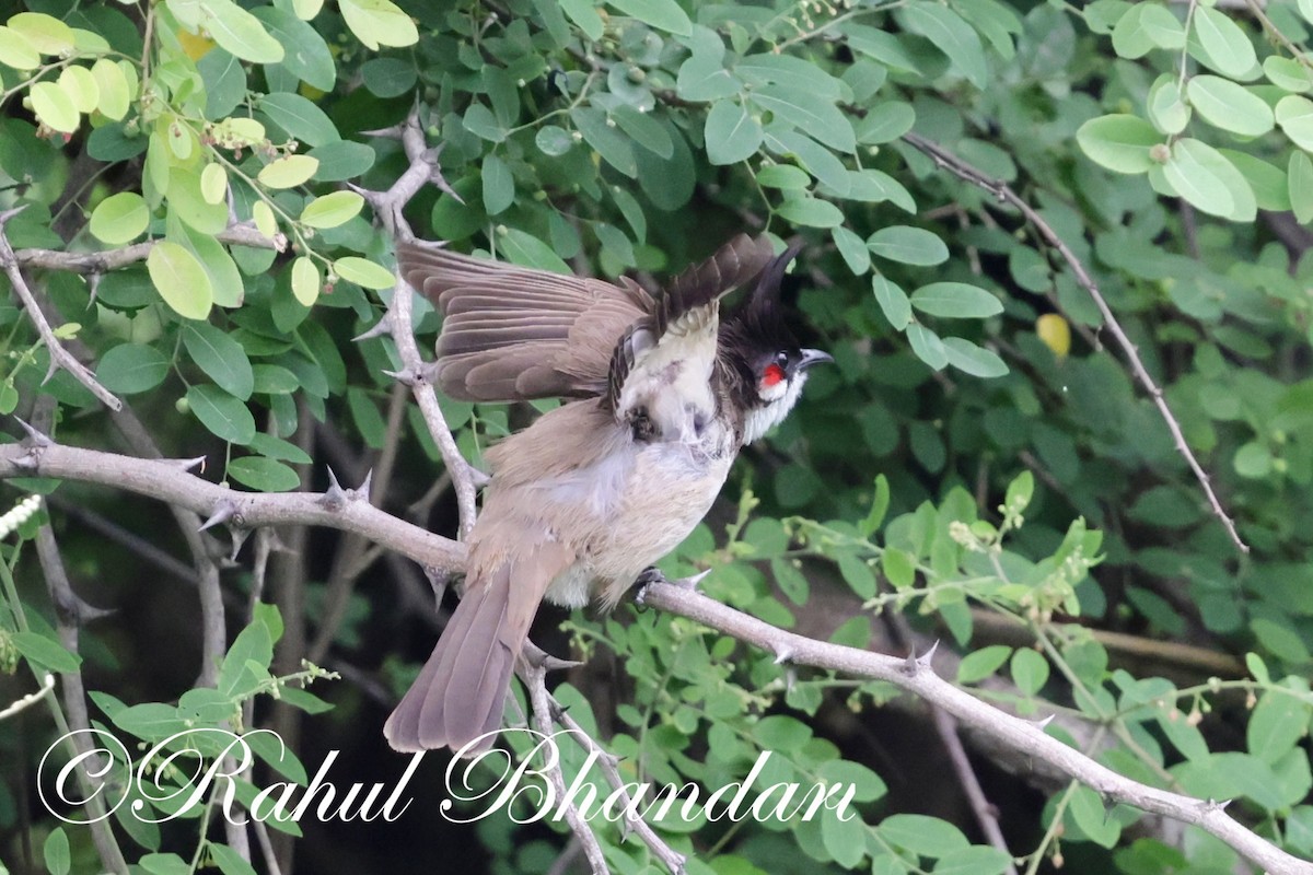 Red-whiskered Bulbul - ML620632424