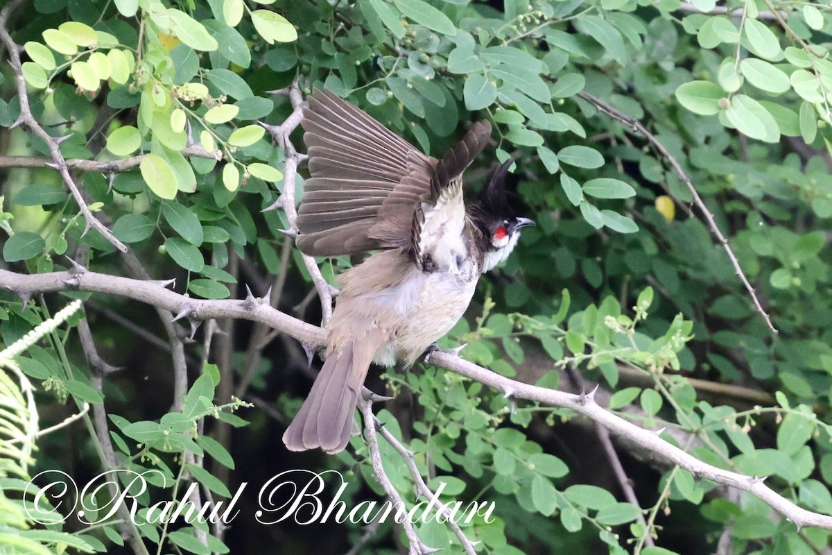 Bulbul orphée - ML620632427