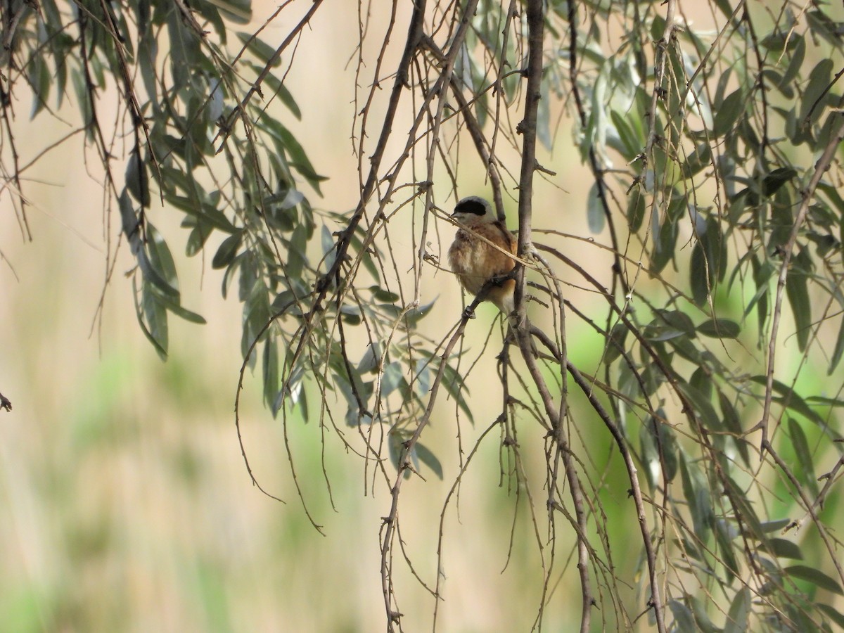 Eurasian Penduline-Tit - ML620632429