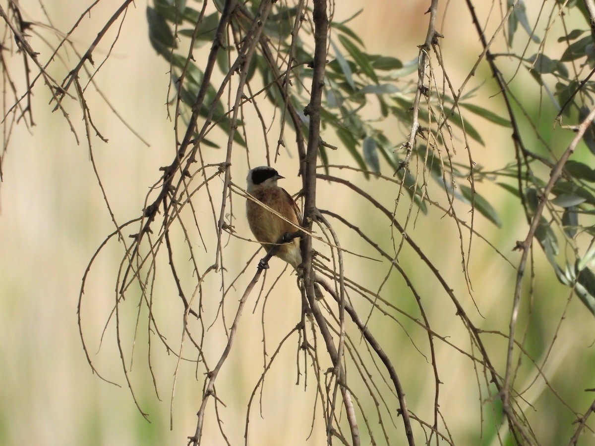 Eurasian Penduline-Tit - ML620632430