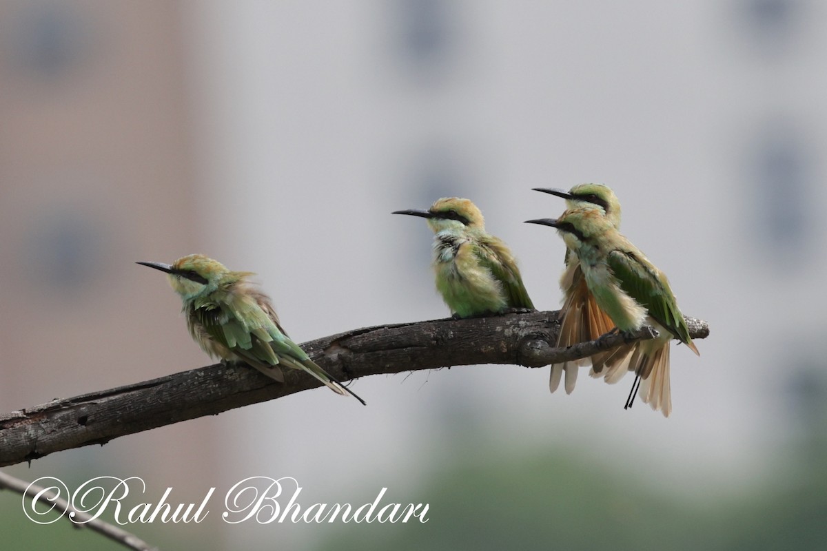 Asian Green Bee-eater - Rahul Bhandari