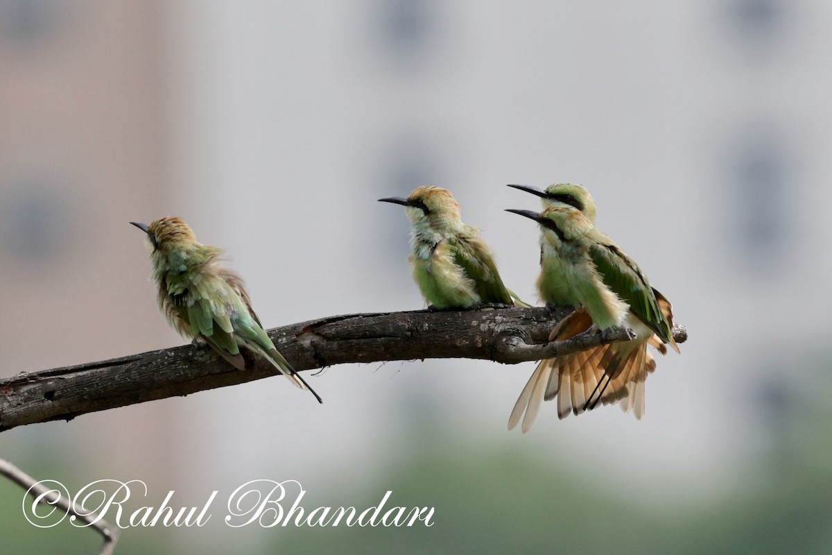 Asian Green Bee-eater - ML620632432