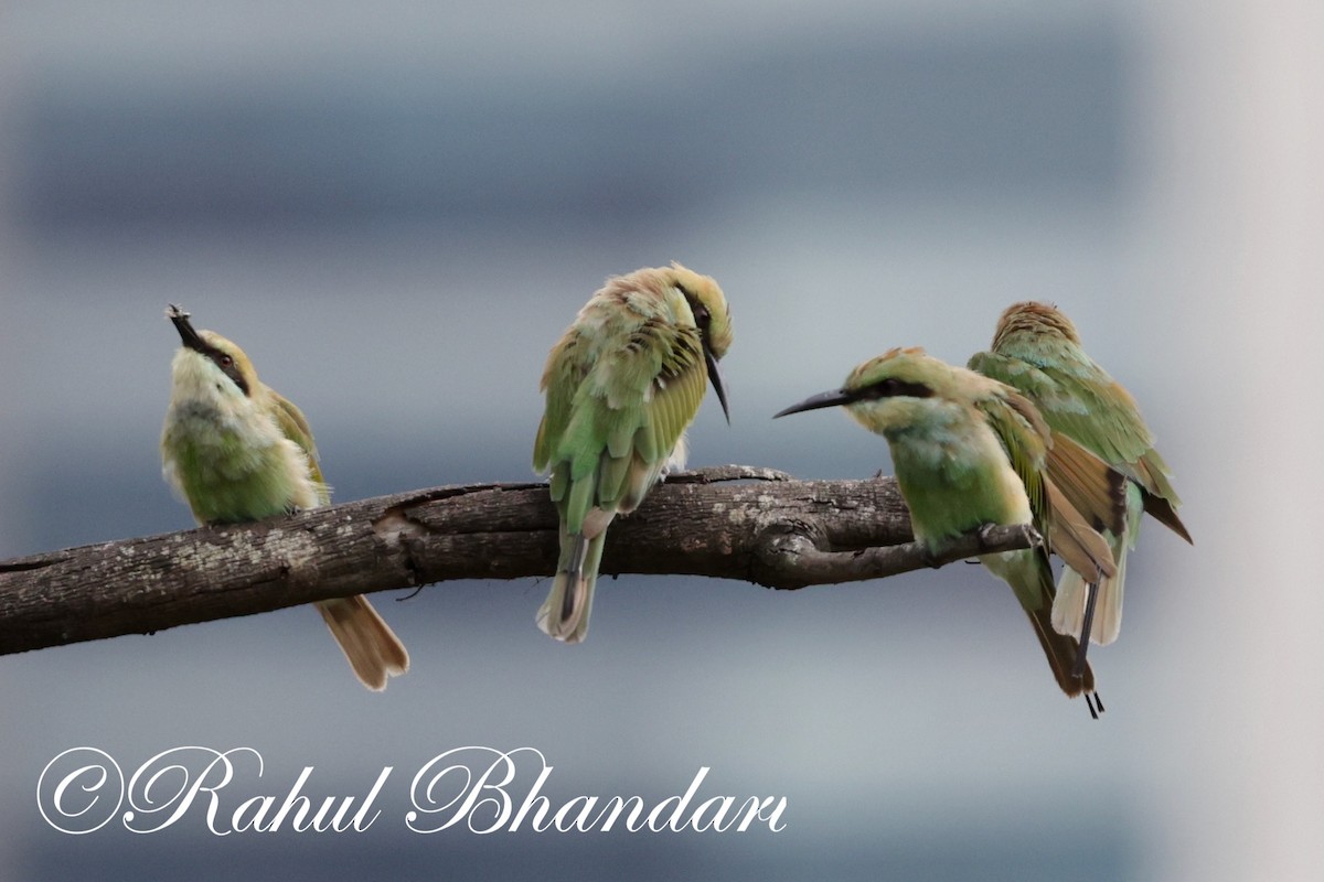 Asian Green Bee-eater - ML620632437