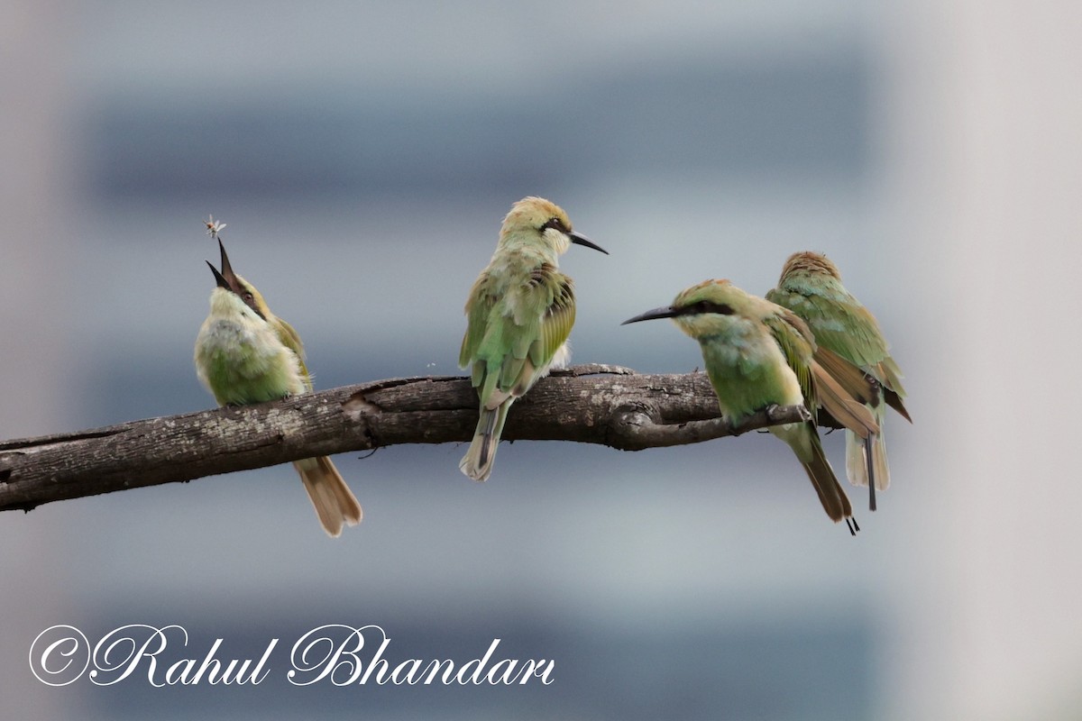 Asian Green Bee-eater - ML620632438