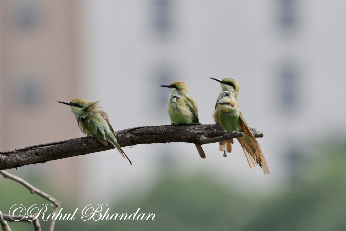 Asian Green Bee-eater - ML620632441