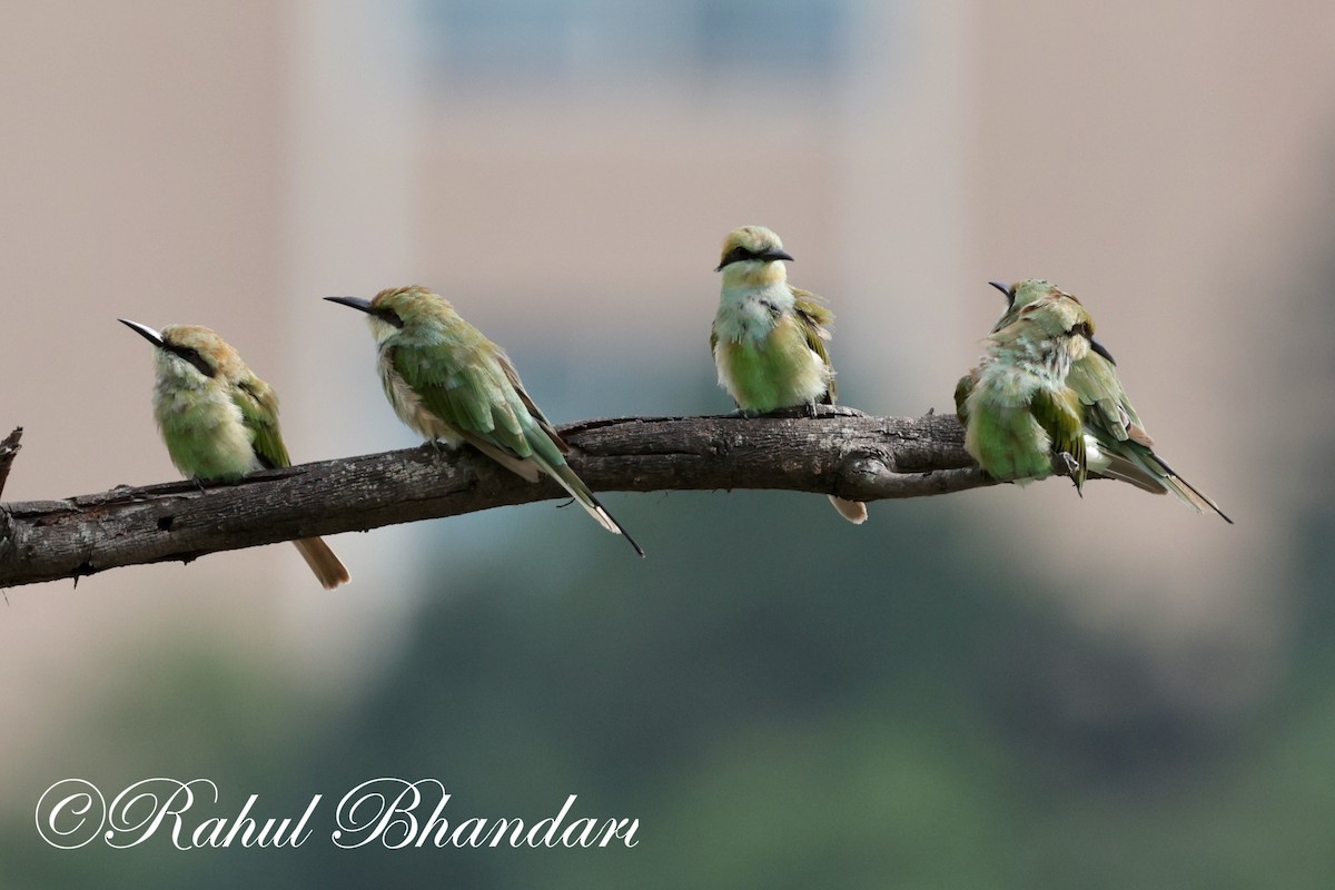 Asian Green Bee-eater - ML620632443