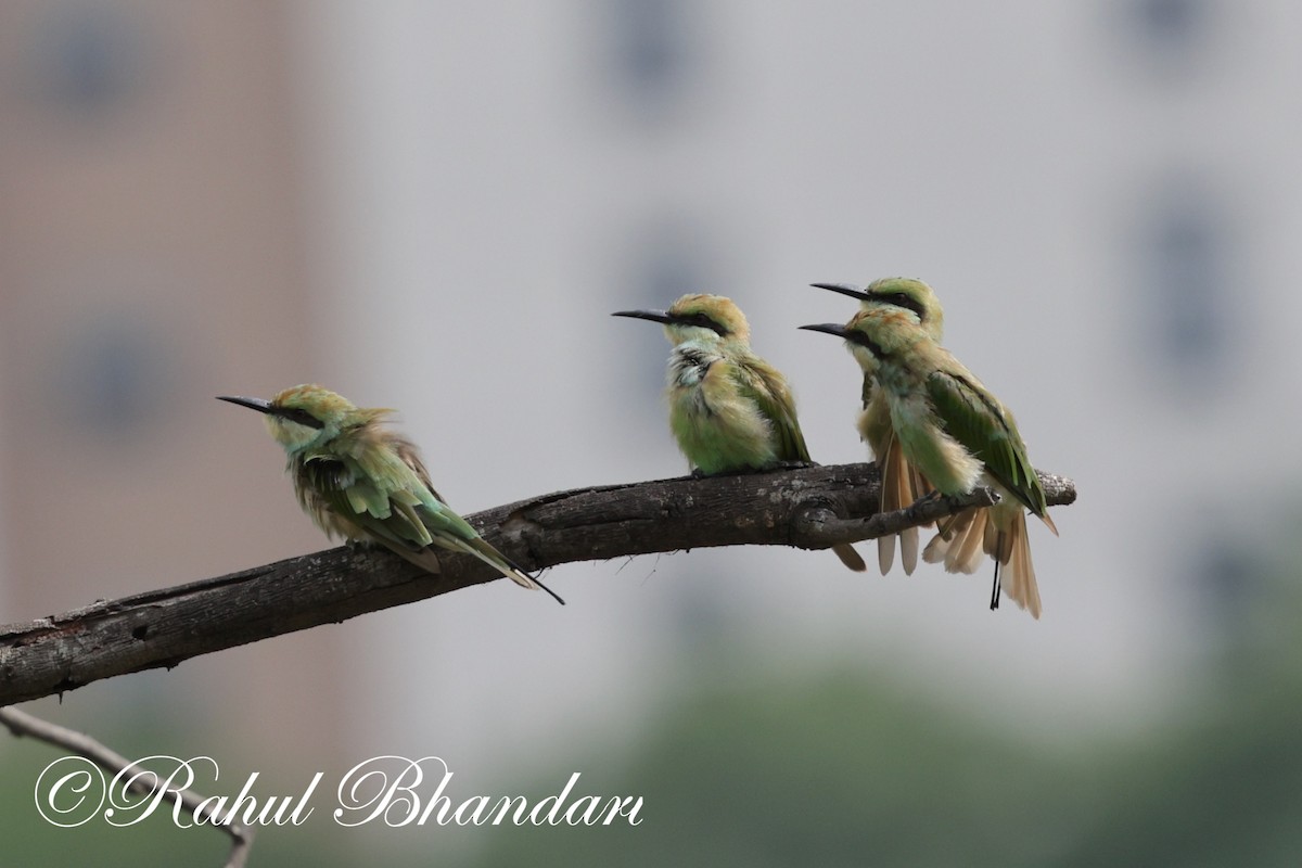 Asian Green Bee-eater - ML620632445