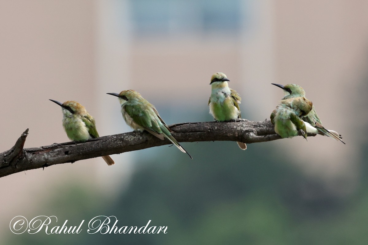 Asian Green Bee-eater - ML620632447