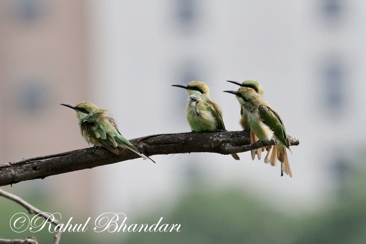 Asian Green Bee-eater - Rahul Bhandari