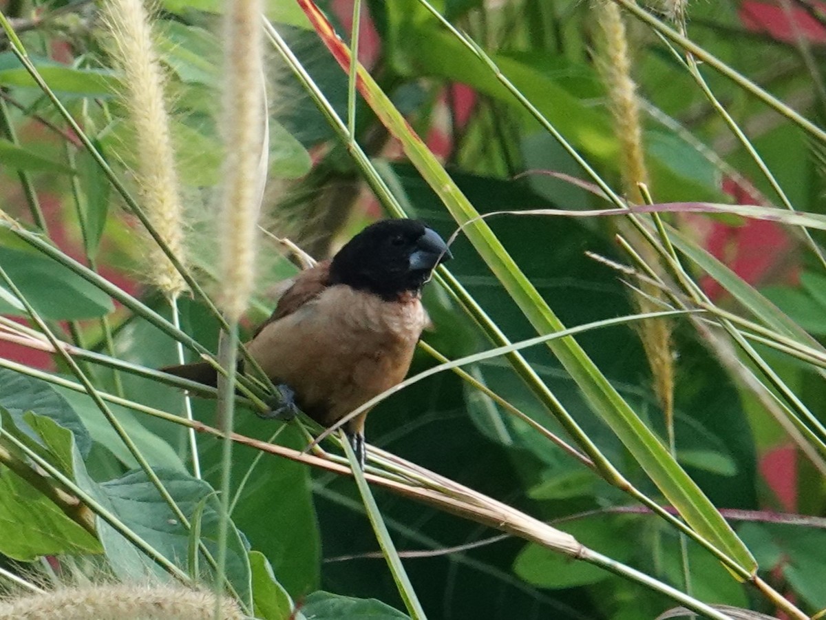 New Ireland Munia - ML620632451