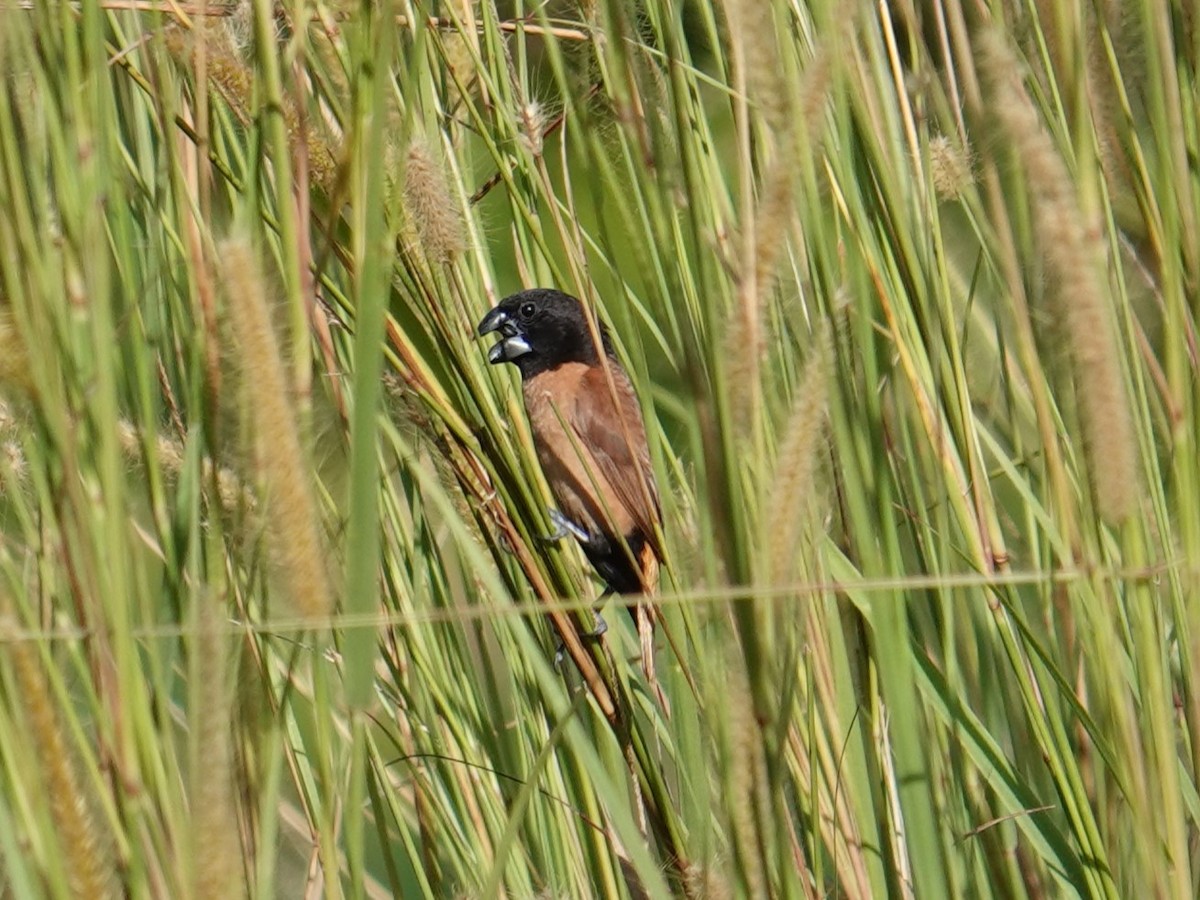 New Ireland Munia - ML620632455