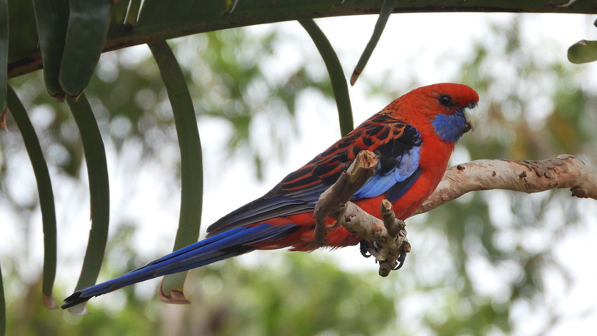 Crimson Rosella - ML620632463