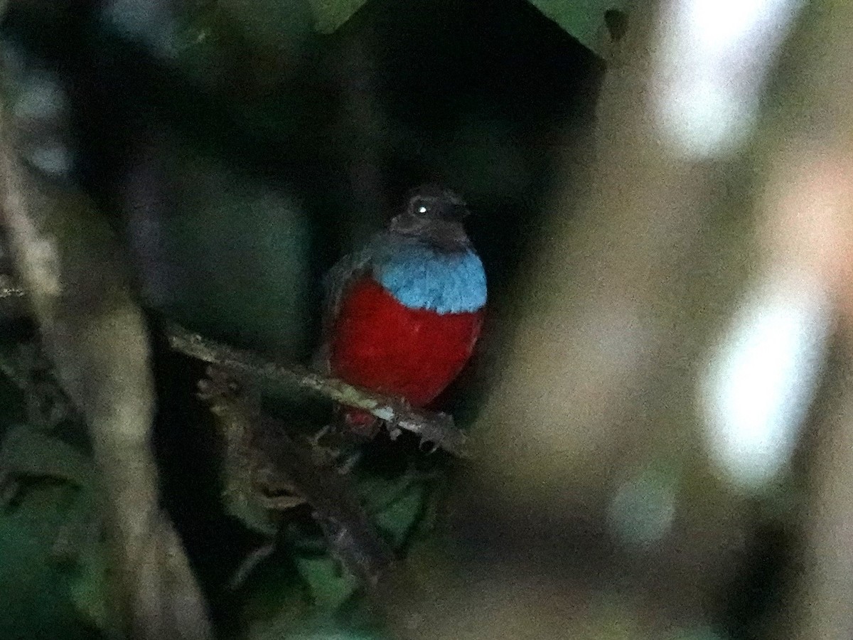 Neuirland-Blaubrustpitta (novaehibernicae/extima) - ML620632470