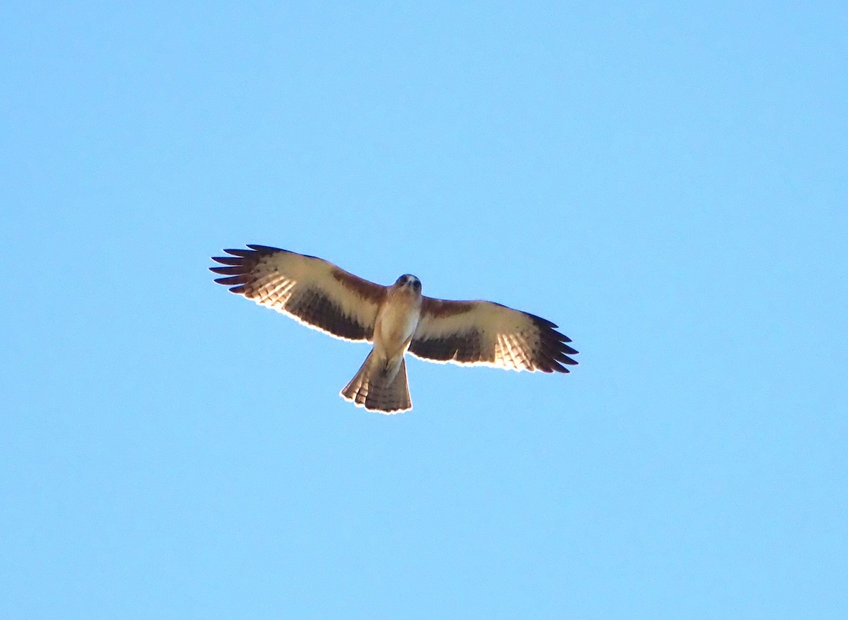 Águila Chica - ML620632475