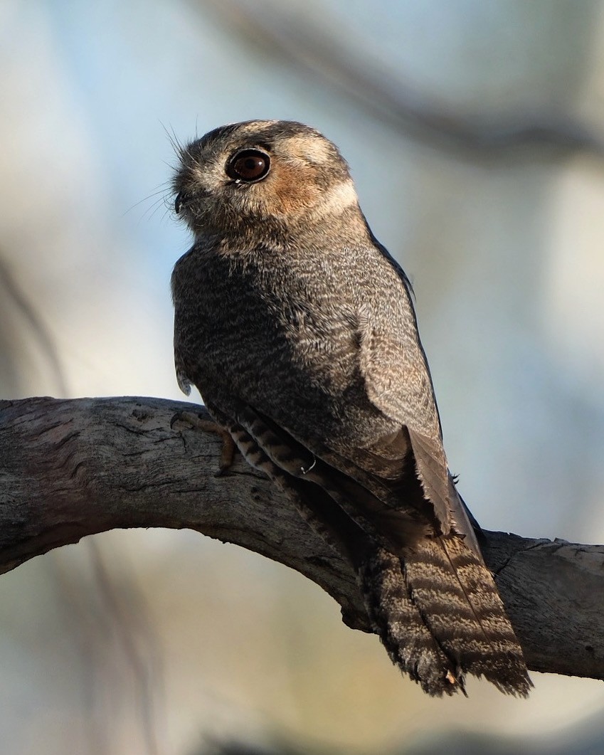 Australian Owlet-nightjar - jessie lewin