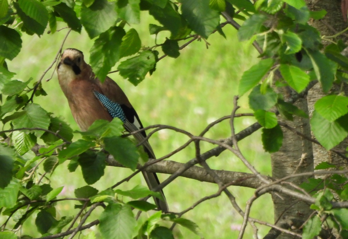 Eurasian Jay - ML620632477