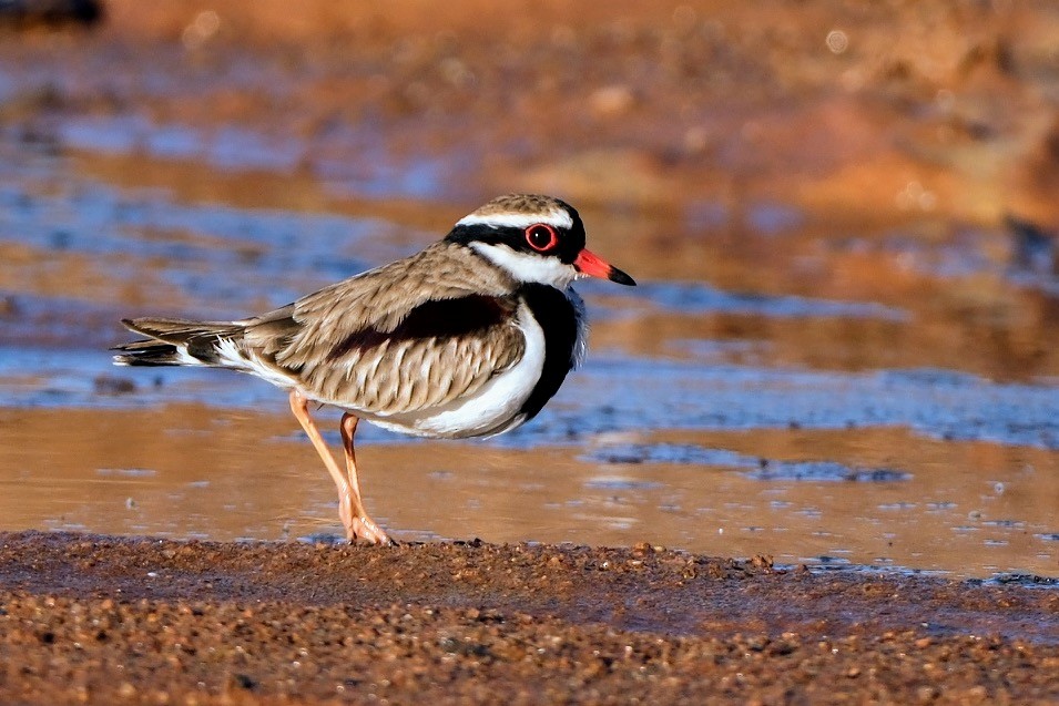 Black-fronted Dotterel - ML620632478