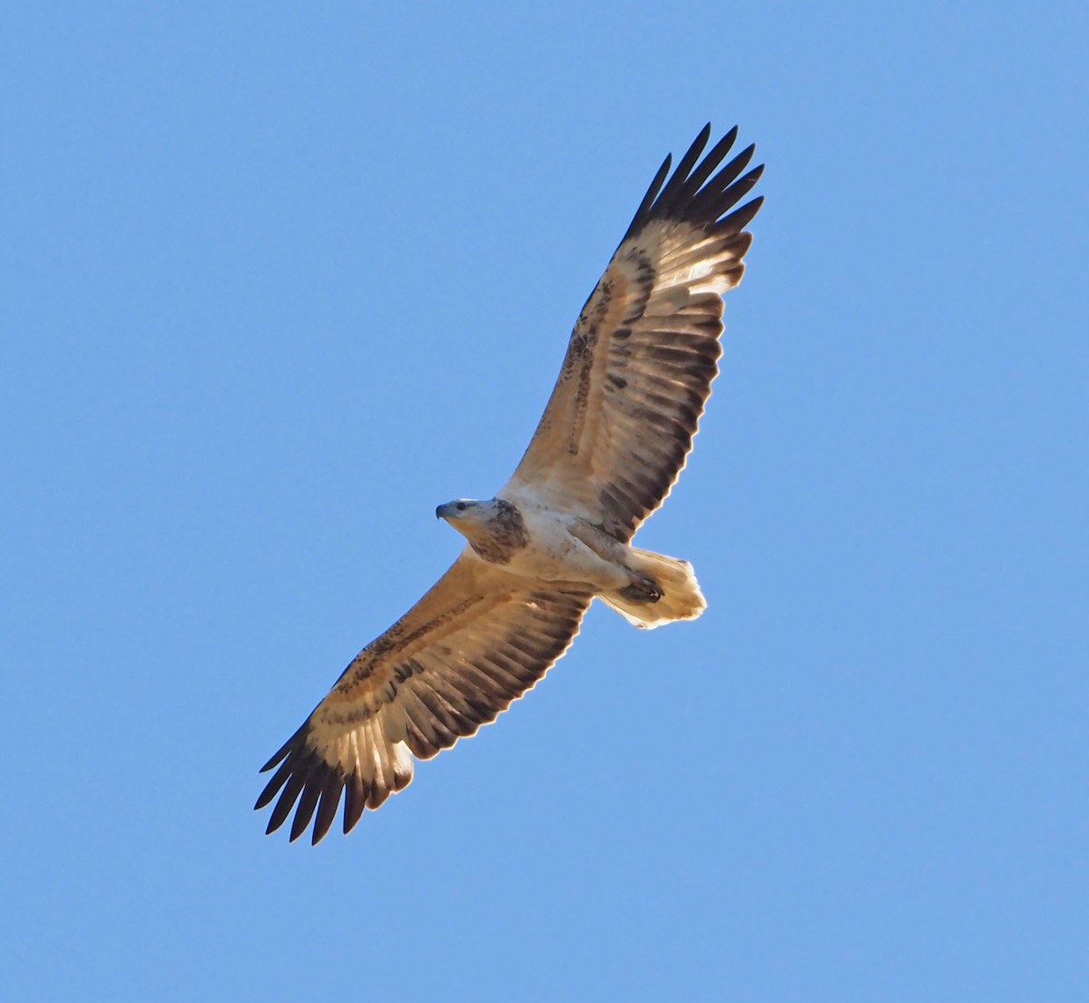 White-bellied Sea-Eagle - ML620632479