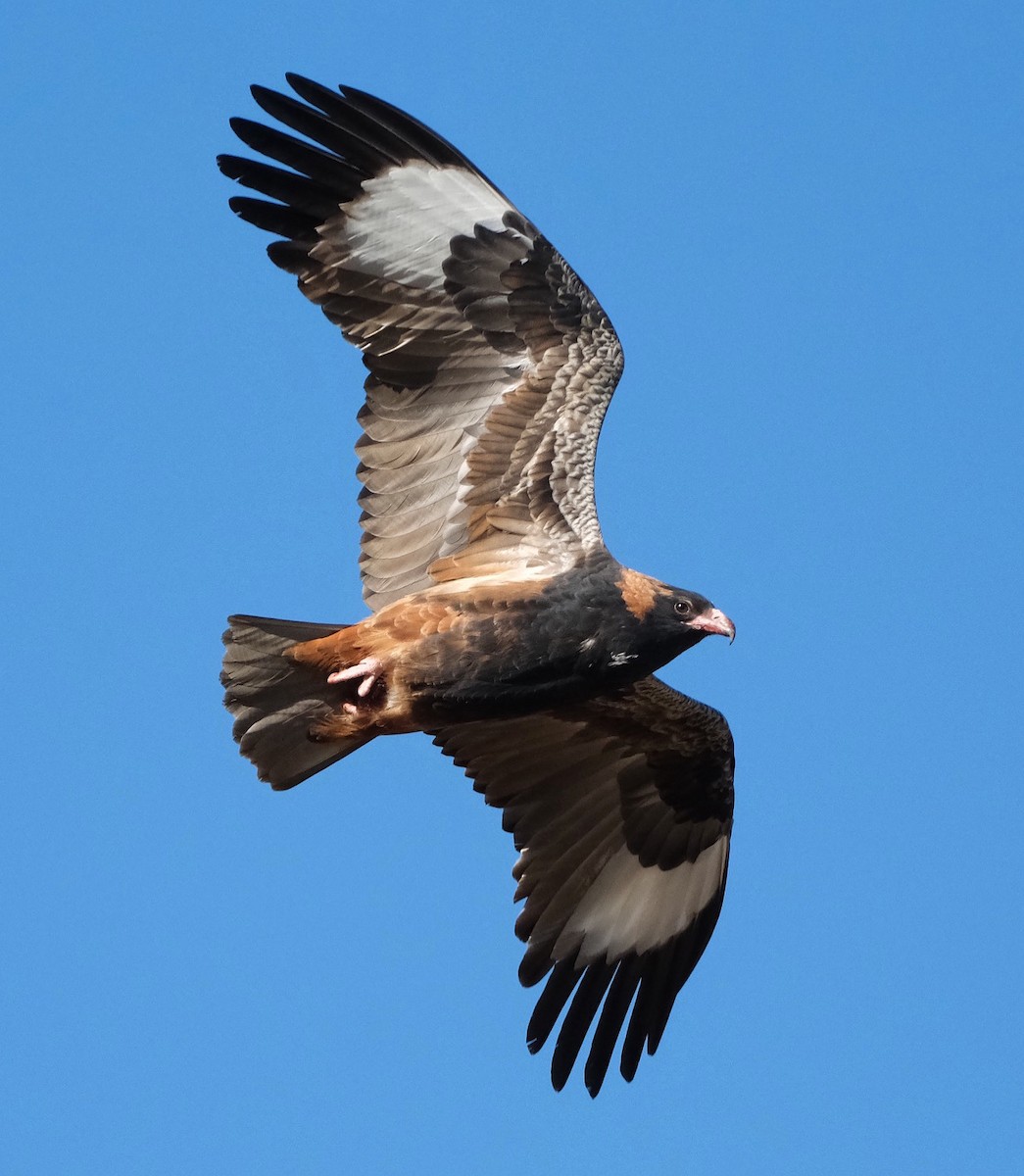 Black-breasted Kite - ML620632480